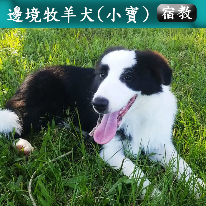 宿教002 小寶 (