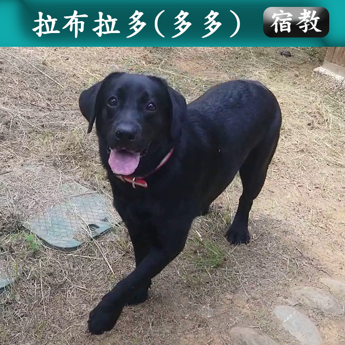 宿教006 多多 (