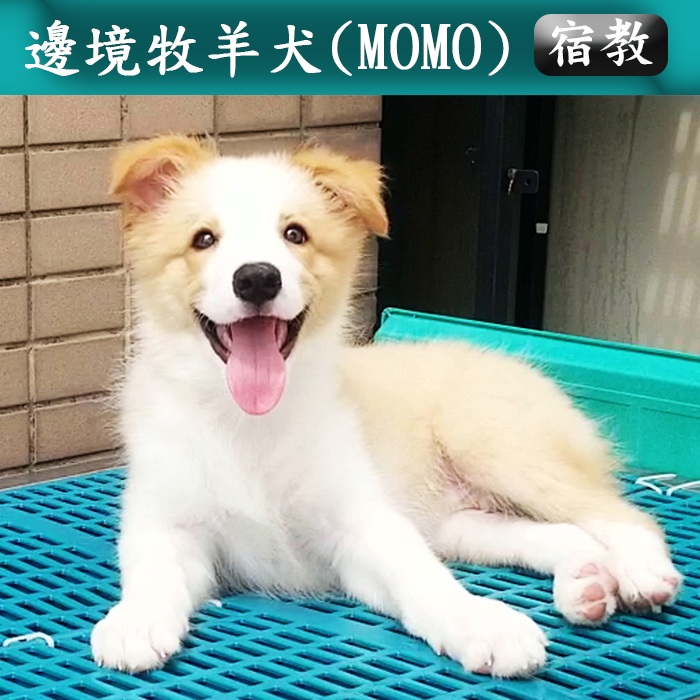 宿教008 MOMO