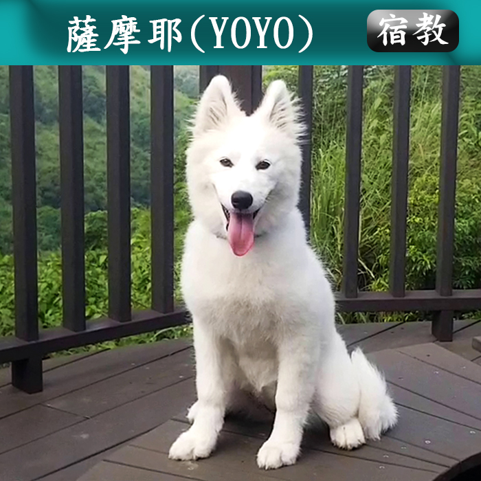 宿教009 YOYO