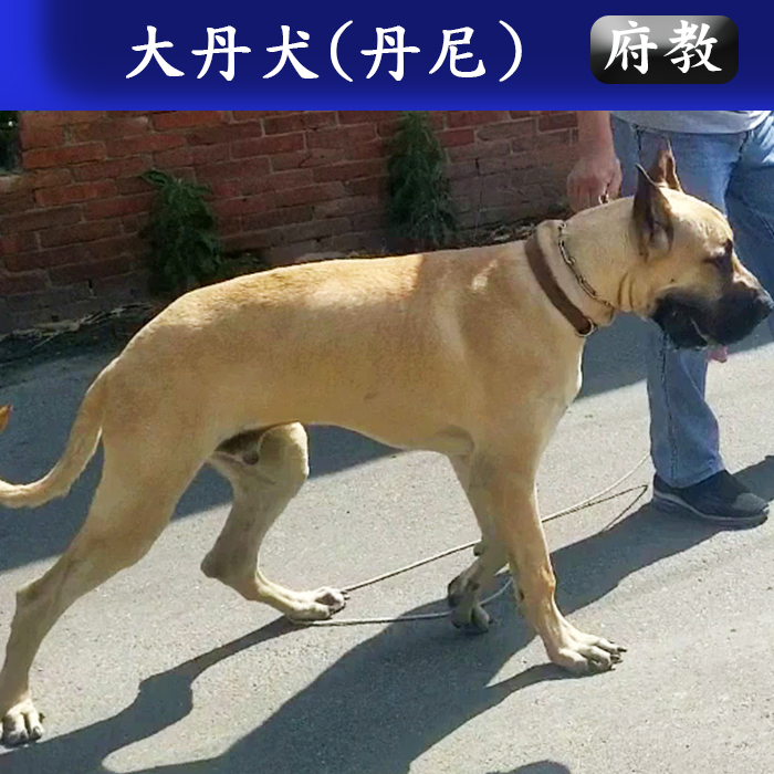 府教111.11 丹