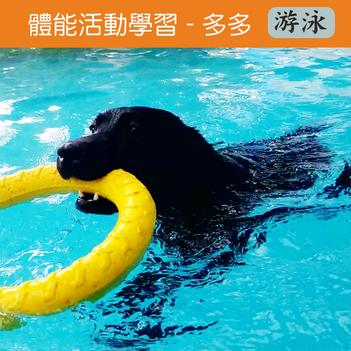 體能活動(游泳)-多