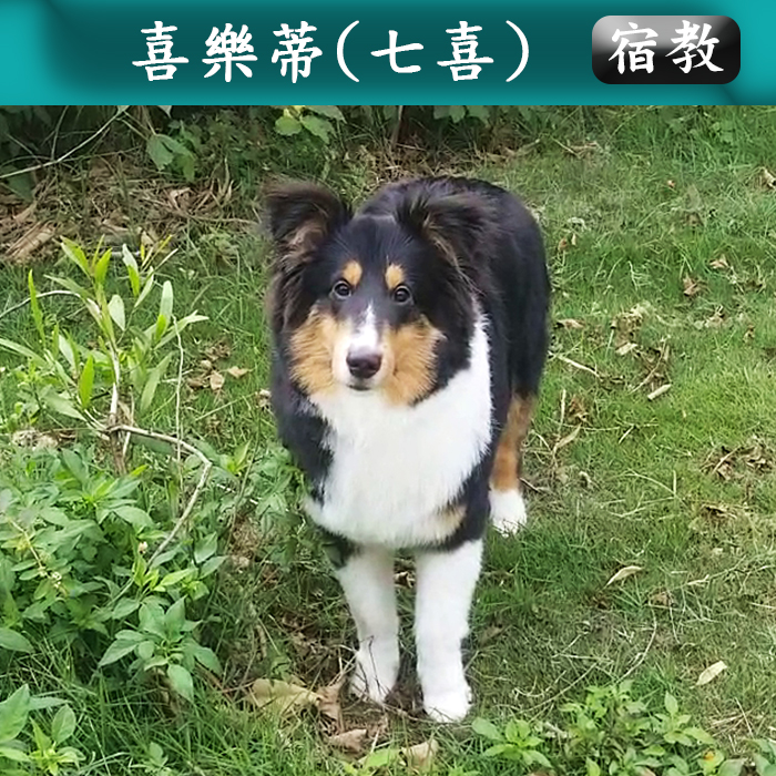 宿教010 七喜 (