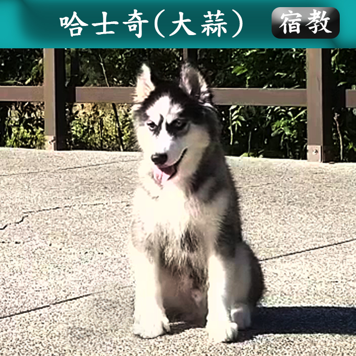 宿教011 大蒜 (