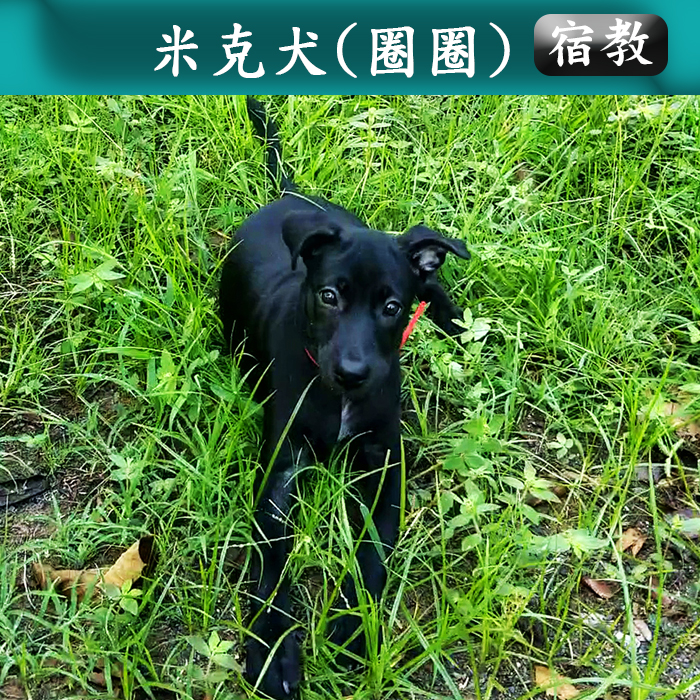 宿教016 圈圈 (