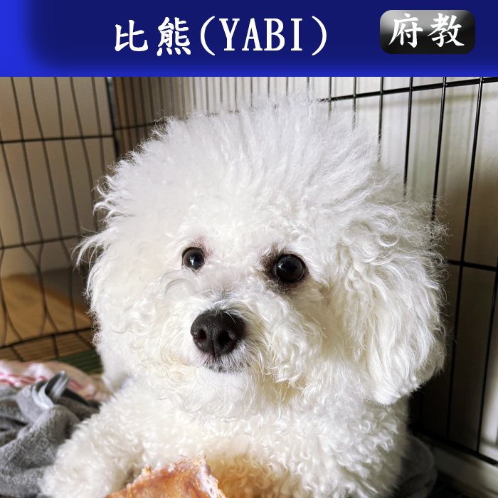 府教114.03 YABI (男)