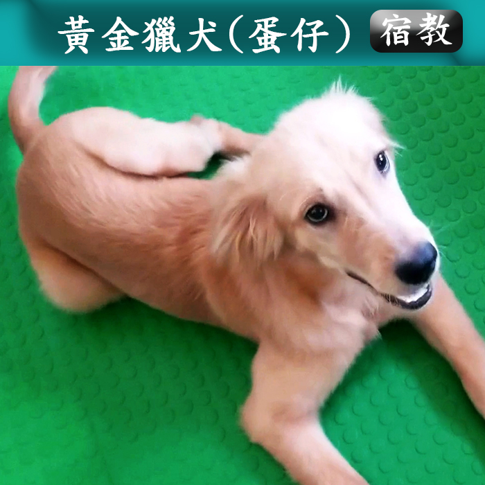 宿教020 蛋仔 (