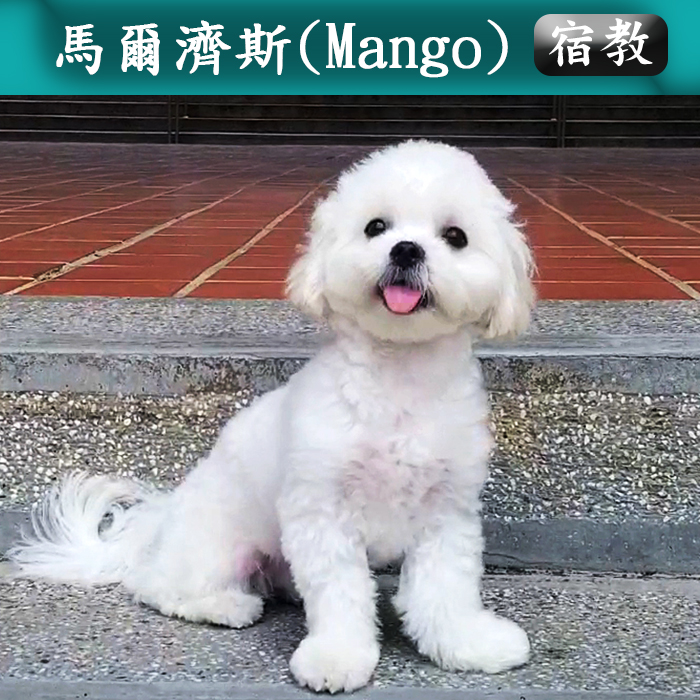 宿教023 Mang