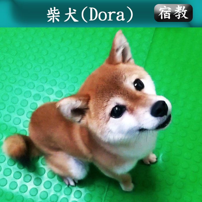 宿教024 Dora