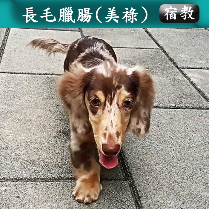 宿教026 美祿 (
