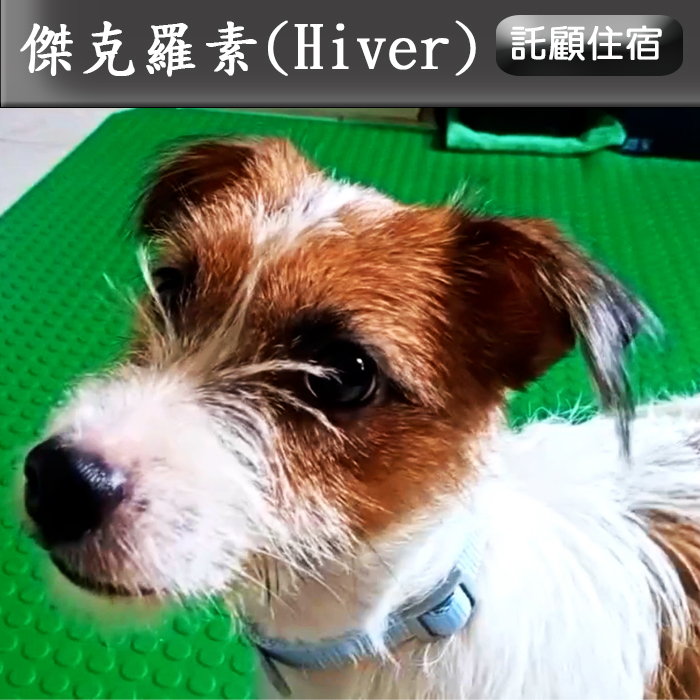 托顧114.08 H