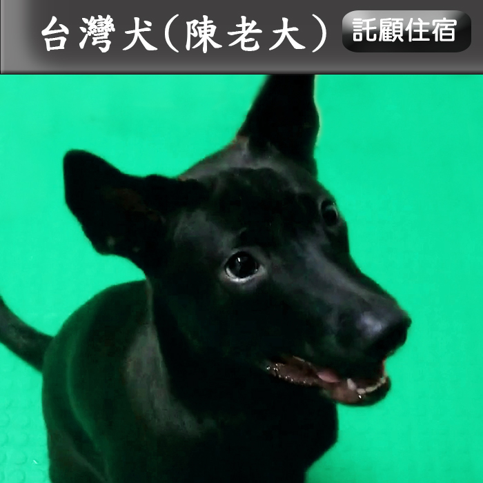 托顧114.09 陳