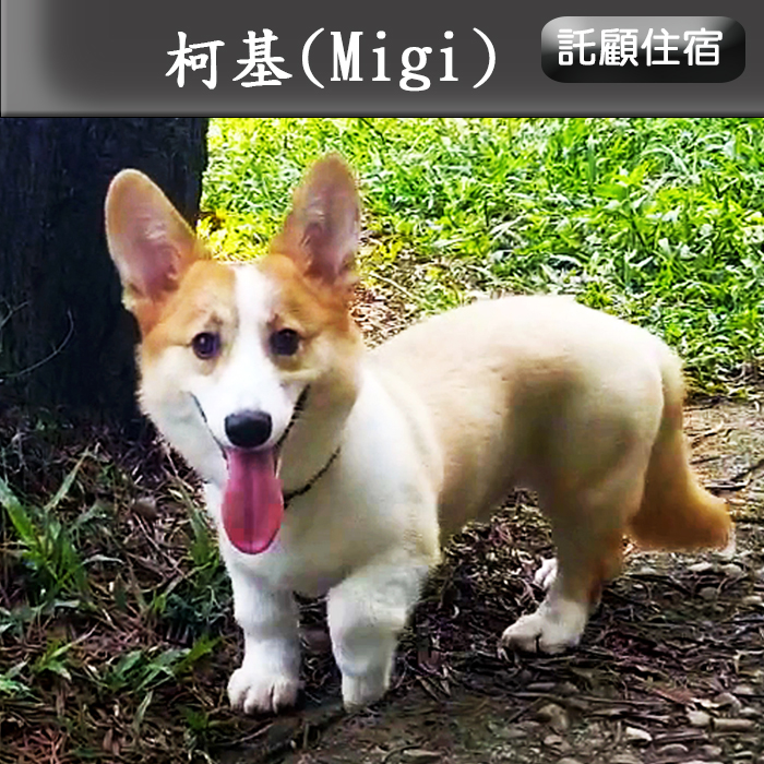 托顧114.09 M
