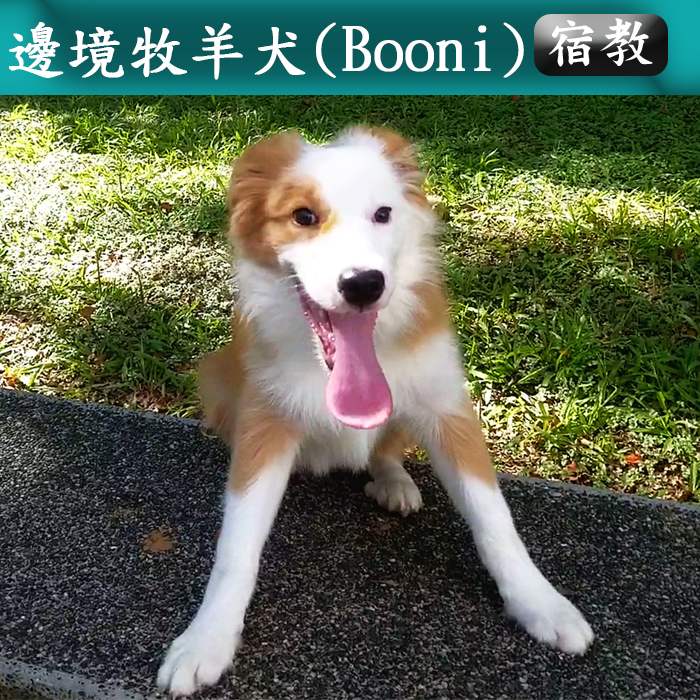 宿教029 Boon