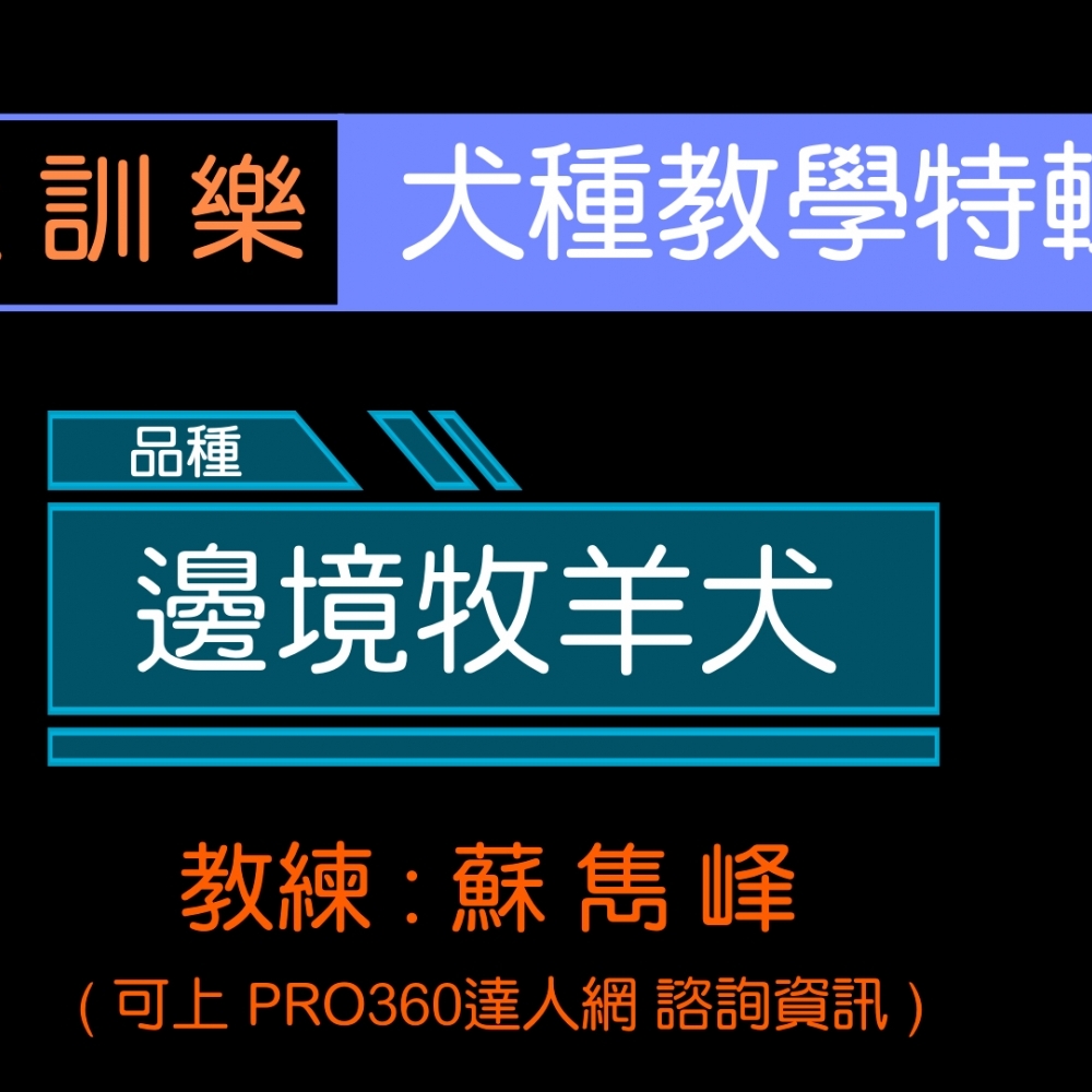 犬種教學特輯(邊境牧