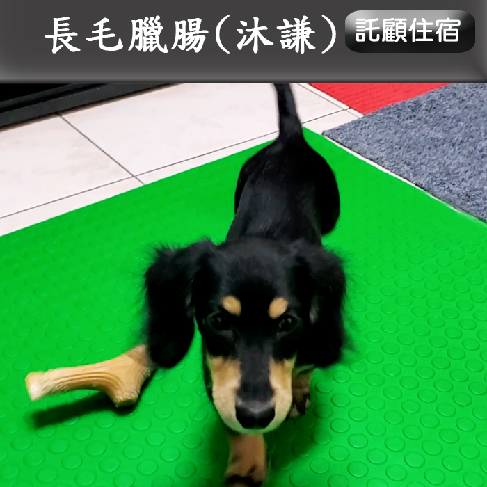 托顧115.02 沐