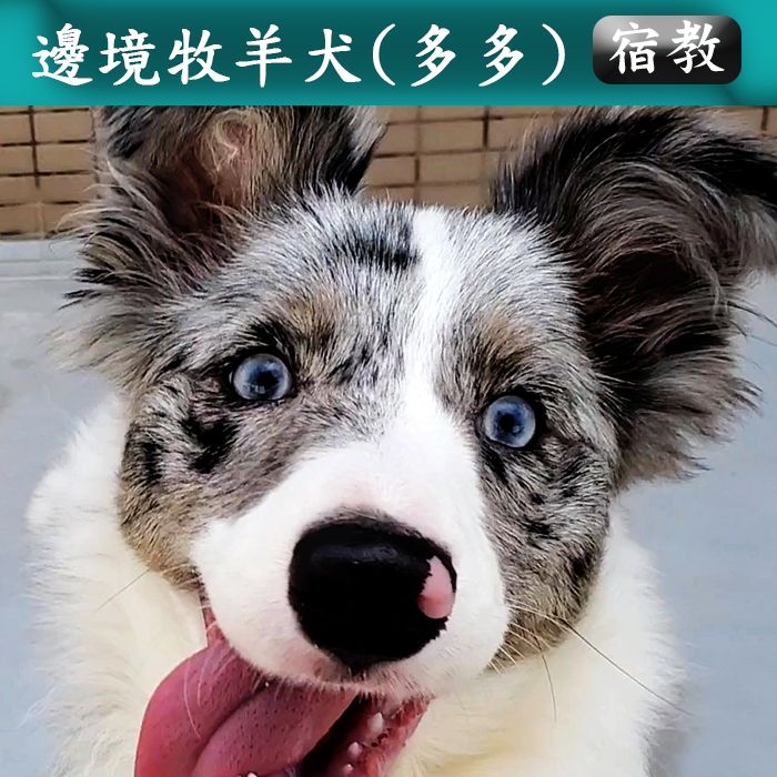 宿教035 多多 (